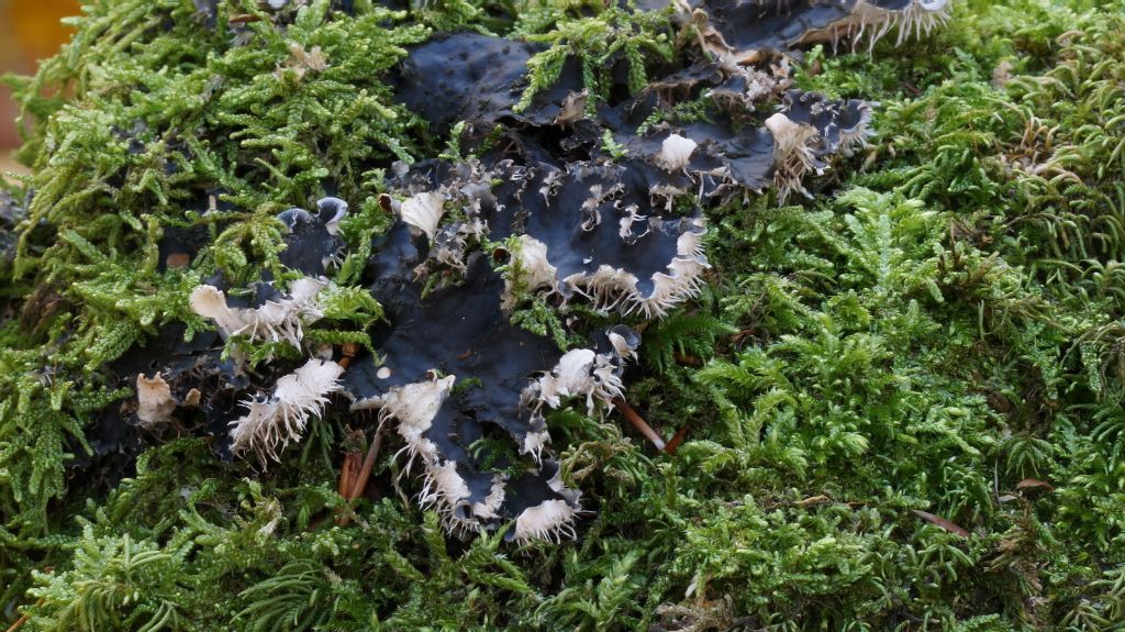 Poltigera sp?